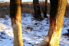 03_20150307_1319576222