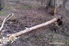 04_20150307_1840591645