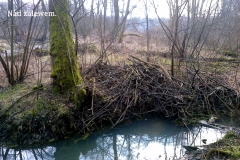 07_20150307_1578031985