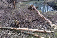 08_20150307_1626387885