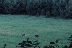 03_20130808_1787293425