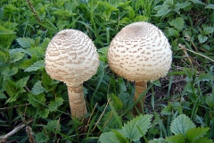 13_20120714_1746941101