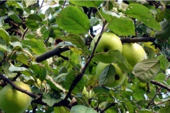 14_20120714_1465915884