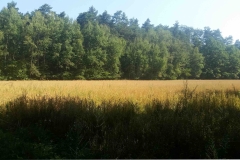 20150805_094106_20150808_1239304094