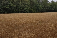 20160717_083515_20160718_1625274612