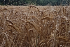 20160717_083538_20160718_1941026315