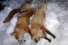 4_20120714_1039581635