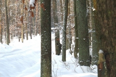 5_20120714_2083378622